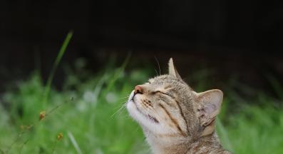 Котка навън