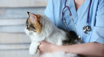 Котка ветеринар