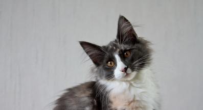 Котка с наклонена глава