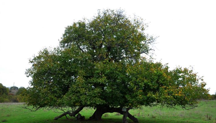 дърво - ВЯРА: Дърво на Сътворението калява млади и стари