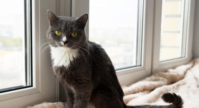 Котка у дома