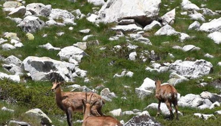 дива коза - Убиха и обезглавиха дива коза в Пирин, разследват престъплението