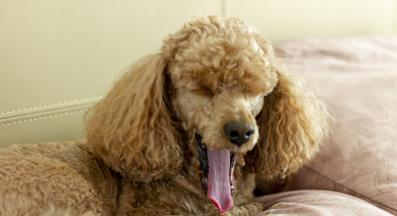 куче прозявка