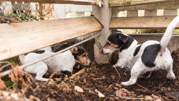 10 породи кучета, които гонят мишки и други домашни вредители
