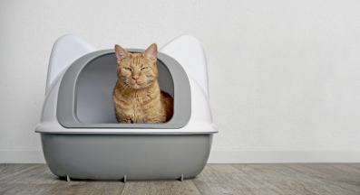 Котка уринира