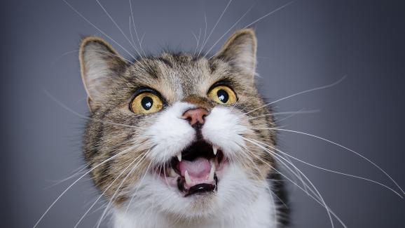 8 звука, които издават котките и какво означават