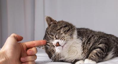 Котка и собственик