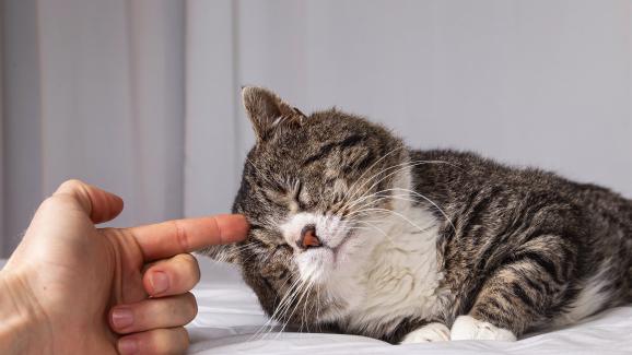 10 начина да помогнете на котката си да живее по-дълго