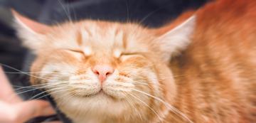 Какво представляват оранжевите таби котки