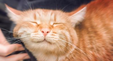 Оранжева котка