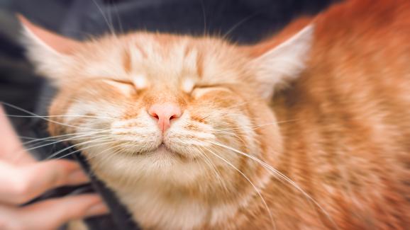 Какво представляват оранжевите таби котки