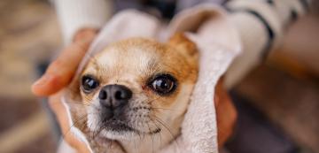 Как да накараме кучето да мирише добре без да го къпем