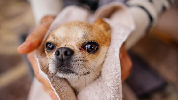 Как да накараме кучето да мирише добре без да го къпем