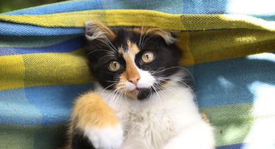 Котка у дома