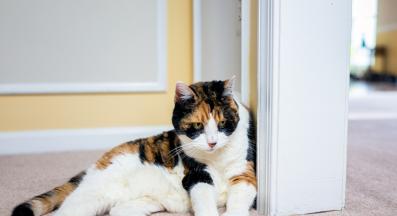 Котка у дома