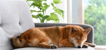 Как да обучим кучето да се чувства удобно само вкъщи