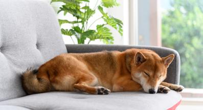 куче само вкъщи