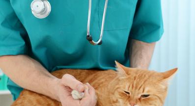 Котка ветеринар