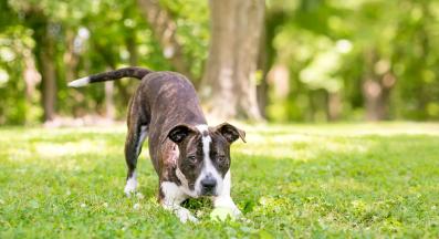 щастливо куче