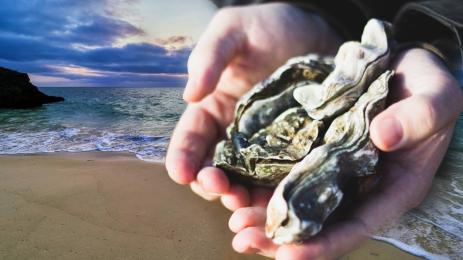 стрида нов вид Ччерно море