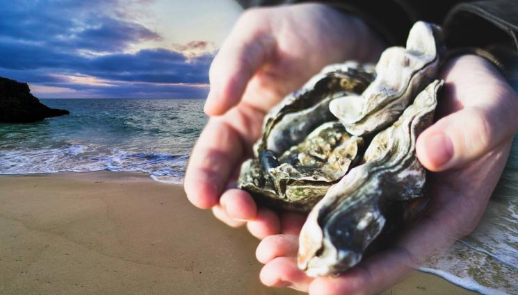 стрида нов вид Ччерно море - Нов вид стрида се появи по нашето Черноморие