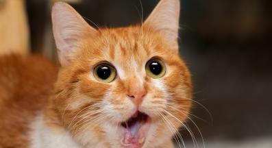 котка с отворена уста