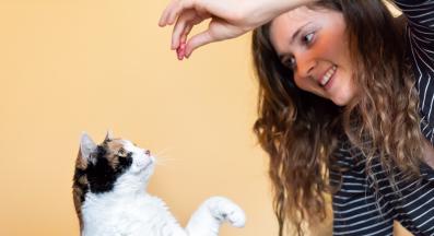 обучение на котка