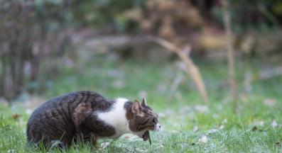 котка повръща