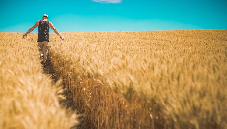 фермер - Агро Телеграф: Учат безплатно фермери да сеят без оран