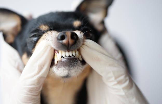 куче зъби