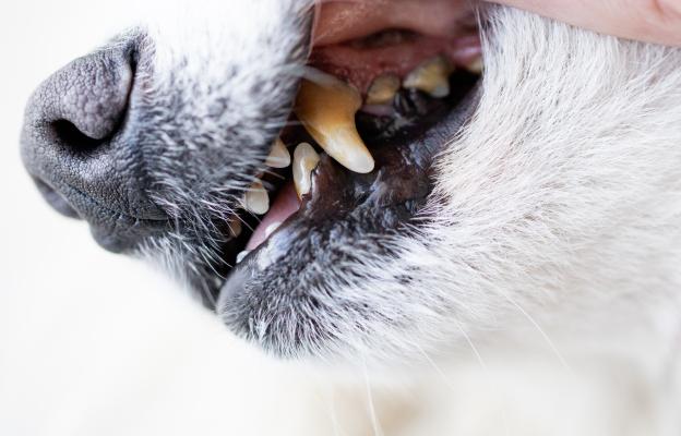 куче зъби