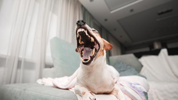 Кое кара зъбите на кучетата да пожълтяват