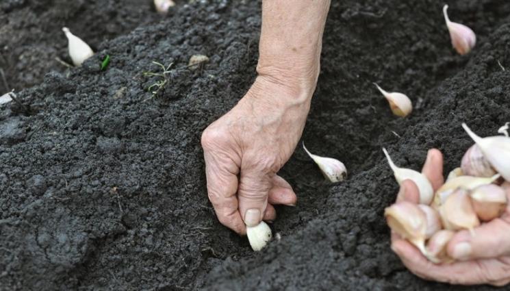 чесън - Агро Телеграф: Чесън садим месец преди сланите