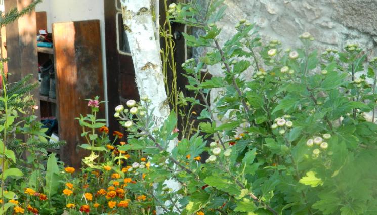 подправки - Агро Телеграф: Сеем на балкона ароматни подправки