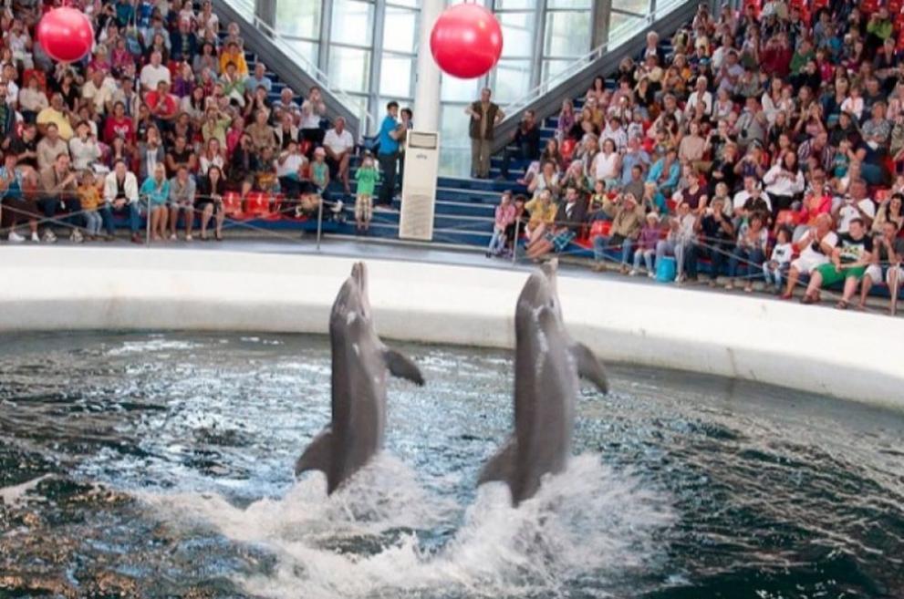  Делфинариум Варна 