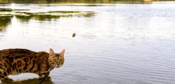 Бенгалските котки харесват ли водата