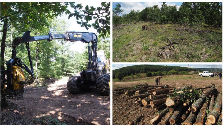 дърва - Наглите похитиха гората в Ихтиман