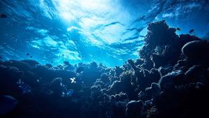 В мастилените дълбини на зоната на здрача на океана живеят