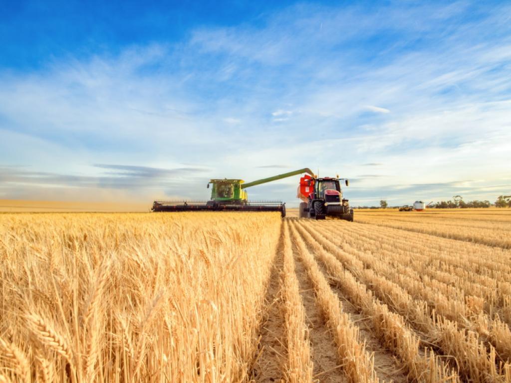 Египет ще закупи почти половин милион тона пшеница от България
