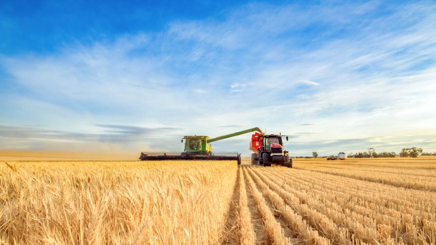 <p>Египет ще купи пшеница от България вместо от Русия</p>