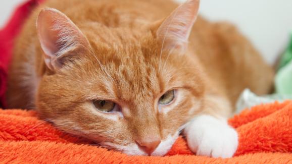 6 често срещани генетични заболявания, от които страдат котките