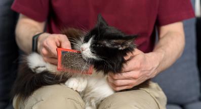 собственик разресва котка