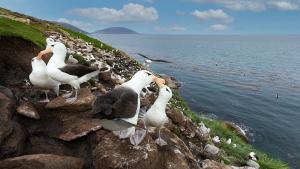 Големите албатроси разпространени в Южното полукълбо са моногамни птици които