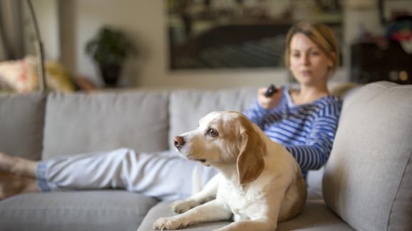 Различават ли кучетата ни събратята си по телевизията