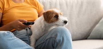 Разпознават ли кучетата други животни по телевизията