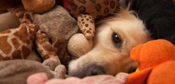 Защо кучетата постепенно губят интерес към играчките си