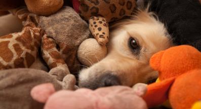 куче играчки