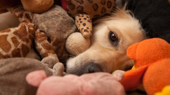 Защо кучетата постепенно губят интерес към играчките си