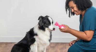 куче играчки