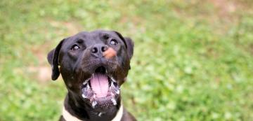 Кучето ви се лигави повече – за това си има причина!